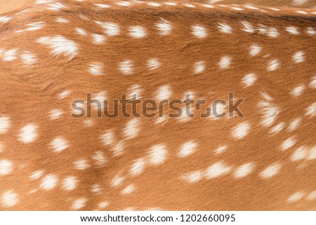 Deer skin pattern white spot in picture.