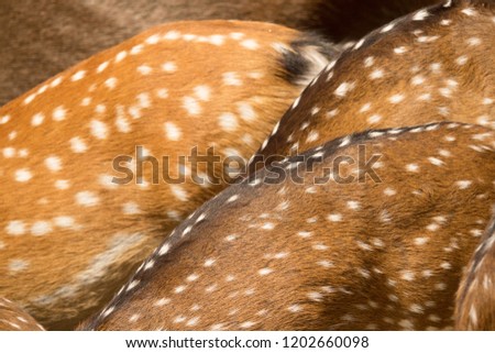 Deer skin pattern white spot in picture.
