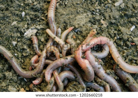 Earthworms crawling on the ground
