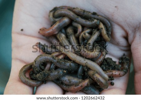 Earthworms on hand