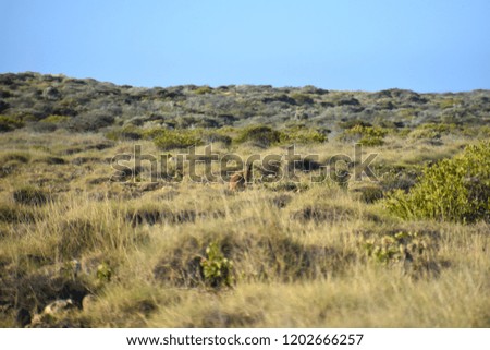 Small euro kangaroo sitting in the beautiful landscape of the Cape Range Nationalpark in Western Australia, Exmouth
