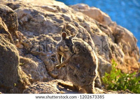 Black footed rock wallaby sitting on the rocks of Yardie Creek in the Cape Range Nationalpark and enjoying the sunshine - West Australia