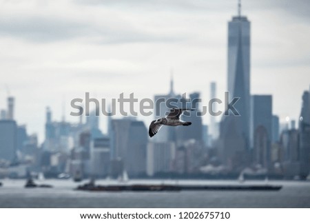 A winter seagull flying over hudson river in New York USA.