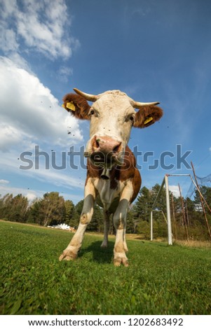 Vertical photo of white brown cow