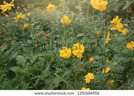 blossoming beautiful  Yellow Cosmos in garden