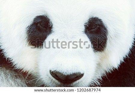 Stunning Face Giant Panda,Close up macro shot. 