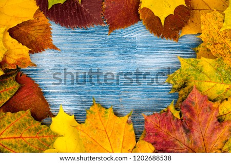 Colorful autumn leaves on blue wooden background. Studio Photo
