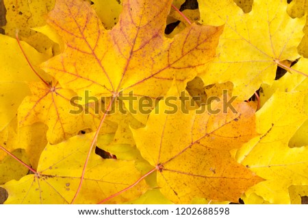 Yellow autumn maple leaves on wooden table. Studio Photo
