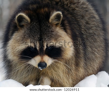 Close-up picture of a Raccoon in Winter