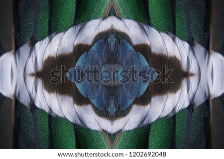 Abstract symmetric pattern of feathers of wild duck close-up as background. Macro of colorful feathers of wild duck. Seamless ornamental surreal tracery of bird feathers. The image with mirror effect