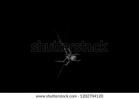 A spider on it's web at night.