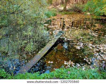 Forest pond with fallen leaves and shaky bridge