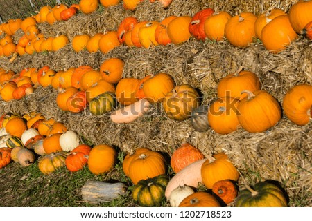 Pumpkins on a Farmers Market