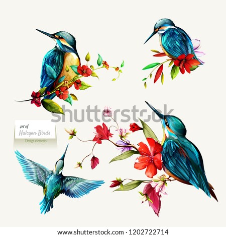 Halcyon on branches with leaves. Set of four birds isolated on white. Hand drawn, watercolor illustration. Design elements. Vector - stock.