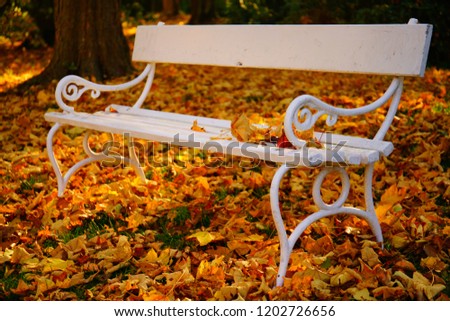White bench and autumn leaves in a park near Prague, Czech Republic