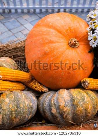 Pumpkins, corns, winter squashes and flower decoration farmer style. Ready for festive and celebrate Halloween and Thanksgiving season. Symbol of autumn harvest.