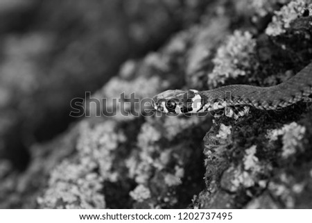 The grass snake (Natrix natrix). Ringed or water snake. Young little snake. Snake with yellow spots