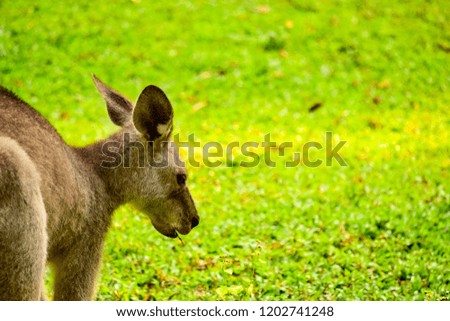 Kangaroos relaxing on the grass.