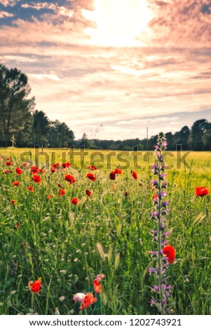 Sunset over a beautiful field of poppies
