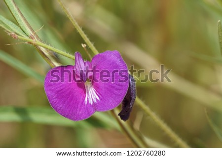 Centrosema pubescens, Centrosema virginianum, Possumhaw, Spurred Butterfly Pea, wild blue vine, blue bell, wild pea