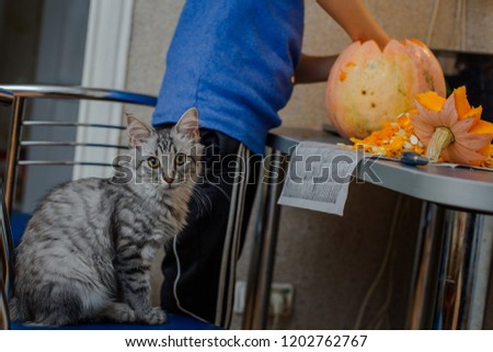 cat helps to cut out a pumpkin. family fun activity. arved pumpkins into jack-o-lanterns for halloween. Carving big orange pumpkins for Halloween in late Autumn.