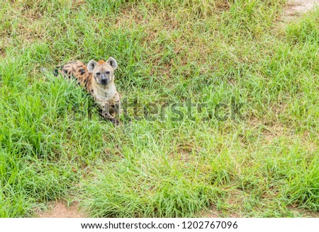 Hyena on green grass