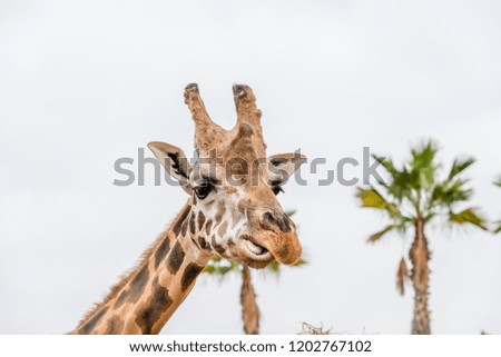 the giraffe head