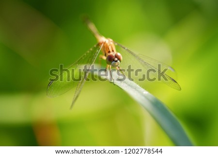 Closeup picture of dragonfly in natural environment, morning light sunrise, beautiful natural scenery.