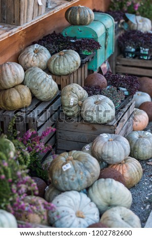 blue pumpkins "Istanbul" on the farmer market