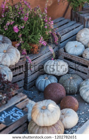 a lot of blue, white and green pumpkins  "istanbul" on the farmer market