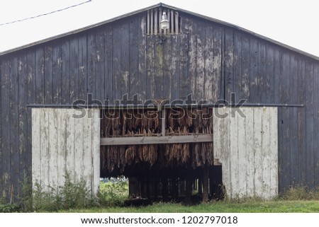 Drying tobacco hanging in old barn on clear day