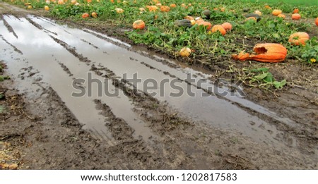 Water Puddle on a Road in Front of Pumpkin Patch