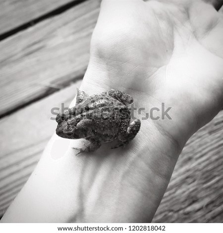 Baby Toad on a girls arm