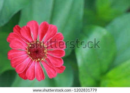 Top​ view​ of​ colorful​ zinnia​ flower​ on​ green​ background​