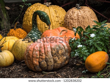 Harvested pumpkins and gourds awaiting their selection, Woodstock, Georgia, USA