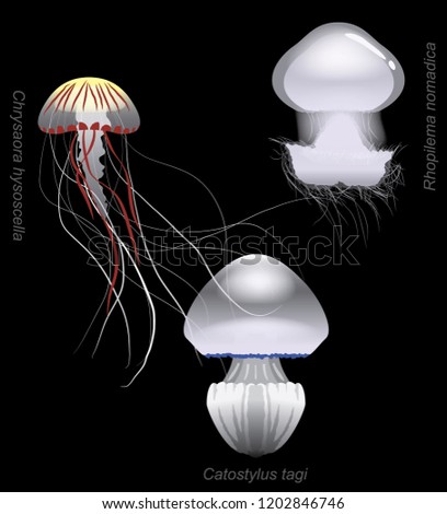 Stinger Jellyfish Set Catostylus Cartoon Vector Illustration