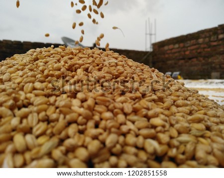 perfect shot of falling down of wheat