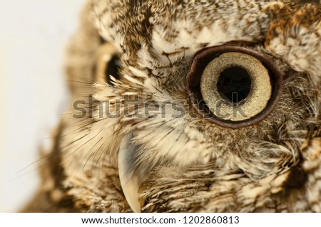 Close up on Eastern Screech Owl (Megascops asio) eye