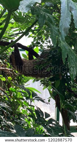 Slow life sloth moving around from luscious tree to tree in the rainy day