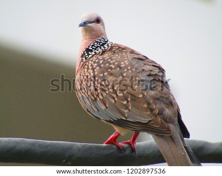 The spotted dove or (spilopelia chinensis) or mountain dove or pearl-necked dove or lace-necked dove or spotted turtle-dove.