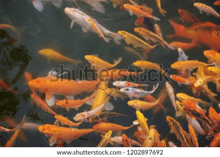 shoal of ornamental fish in the lake in the Park