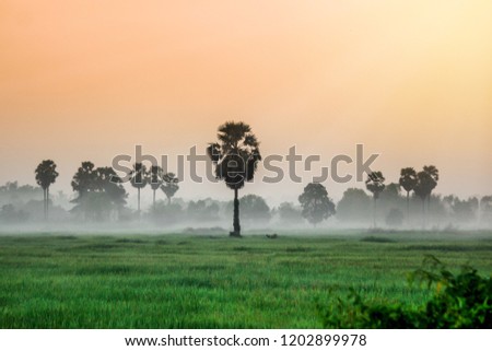 Scenic Landscape view in morning Sunrise and the mist in winter Landscape Green rice field and sugar palm plantation, Countryside Nong khai Province, Thialand.