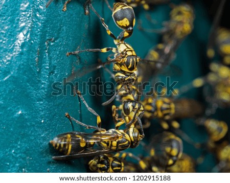 Macro Photography of Group of Wasps on Blue Green Metal Material