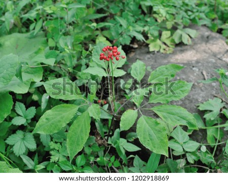 Korean wild root ginseng with berries. A close up of the wild most famous medicinal plant ginseng (Panax ginseng).      