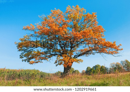 Alone autumn oak over blue sky.