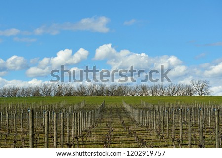 Early spring vineyard in the Yarra Valley, Victoria, Australia. Dormant grape vines are about to awake under the blue skies and gentle clouds of a sunny day. 