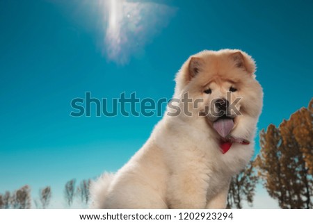 cute chow chow sticking out its blue tongue against sunny blue sky, outdoor picture
