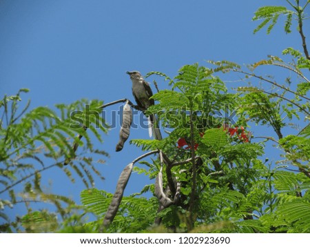 a mockingbird atop a mimosa tree