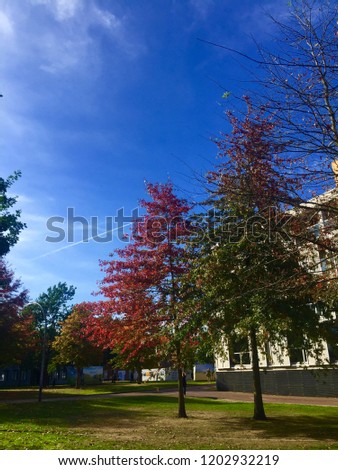 Trees having red and green leaves against a blue sky in autumn. Picture taken in a park in Breda, a town in the Netherlands.
