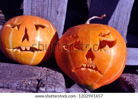 Halloween pumpkins couple near old wooden fence background, close up detail